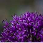 Allium