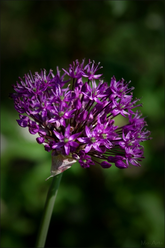 Allium