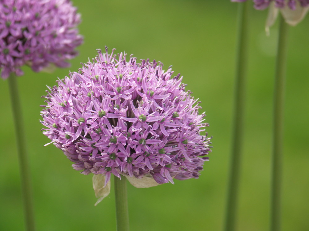 Allium