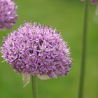 Allium