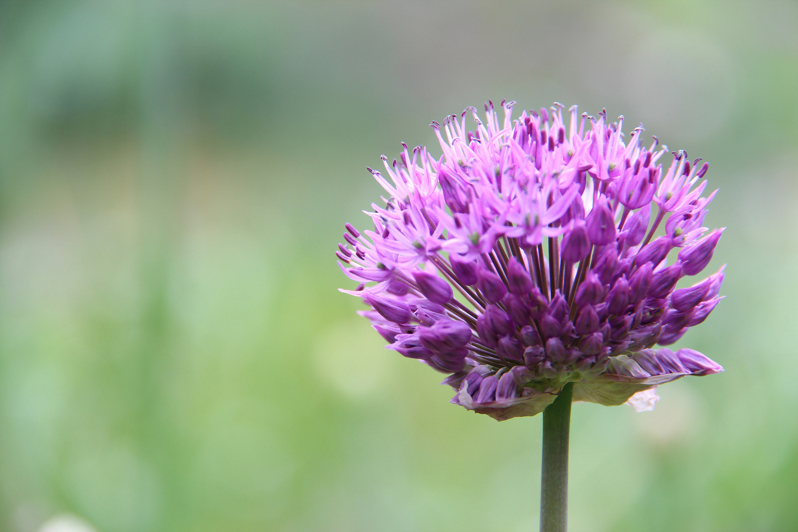 Allium