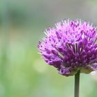 Allium