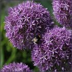 Allium 2