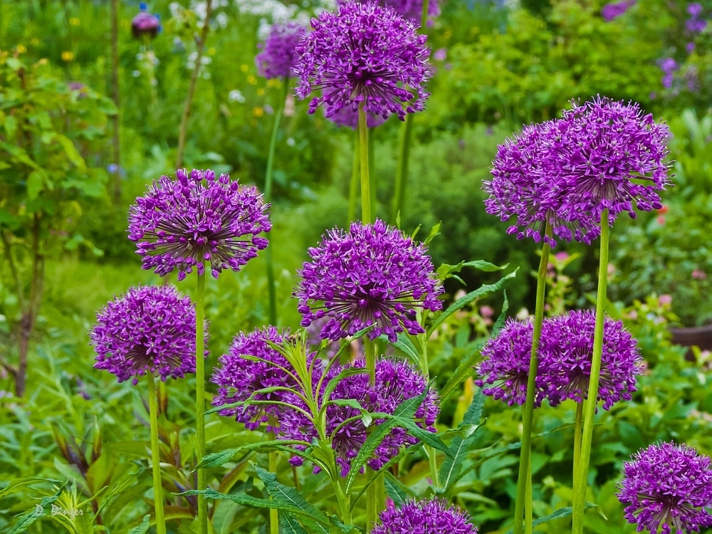 Allium (2)