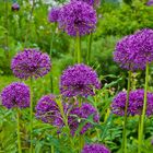 Allium (2)