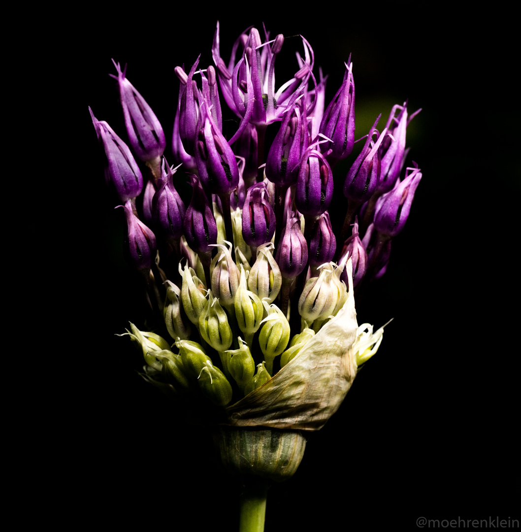 allium 