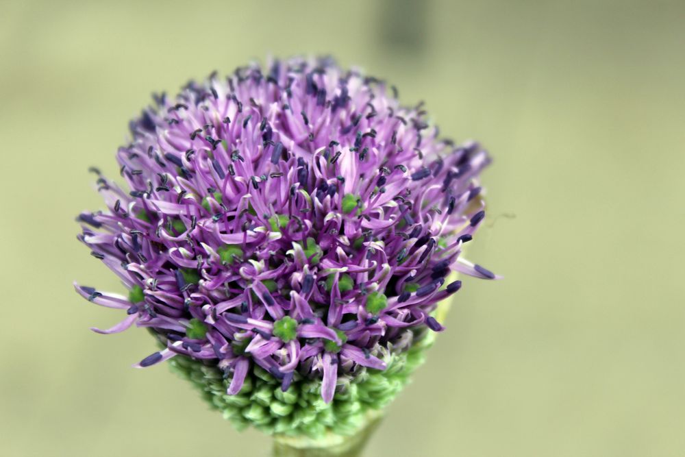 Allium von Rautzenberg