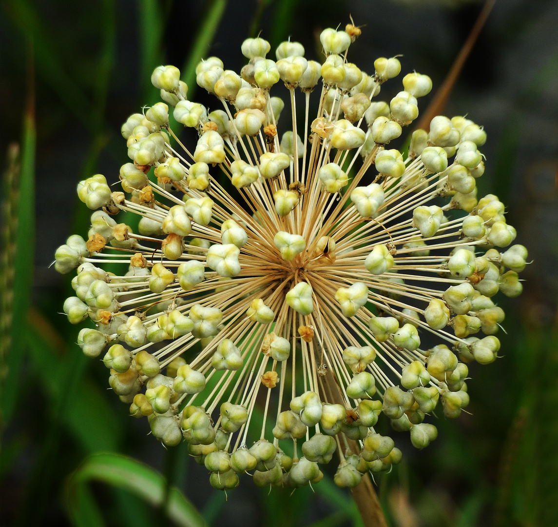 Allium