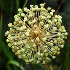 Allium