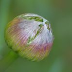 Allium