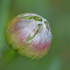 Allium