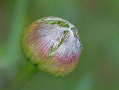 Allium