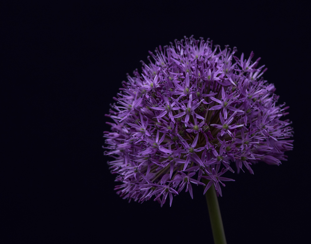 Allium