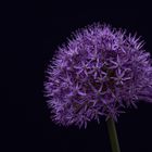 Allium