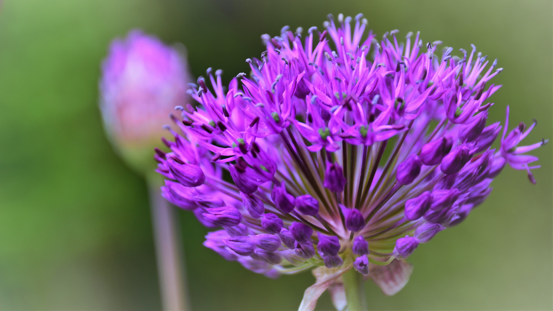 Allium....