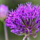 Allium....