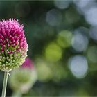 Allium