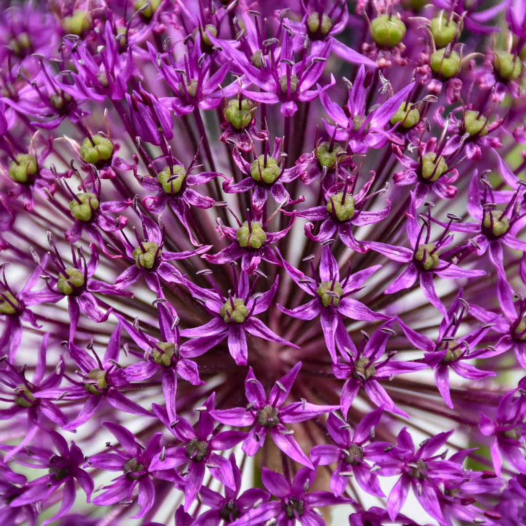 Allium