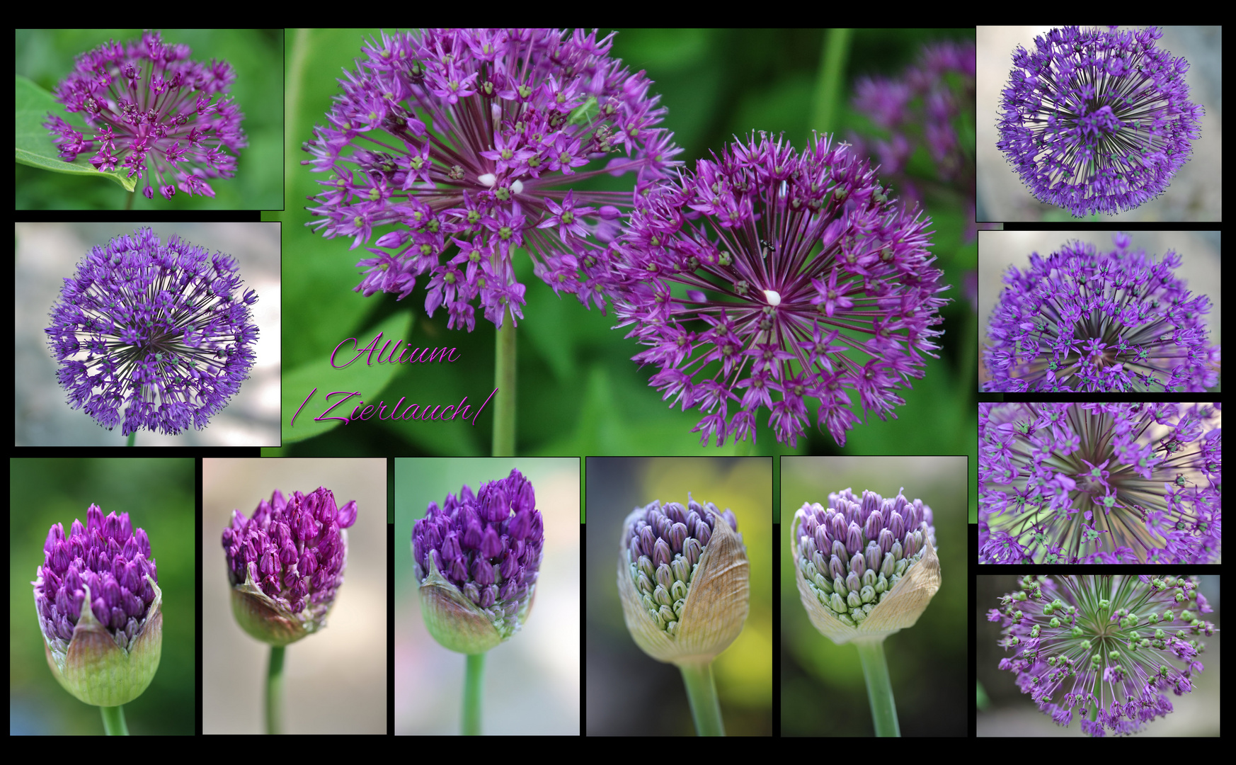 Allium