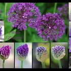 Allium