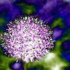 Allium