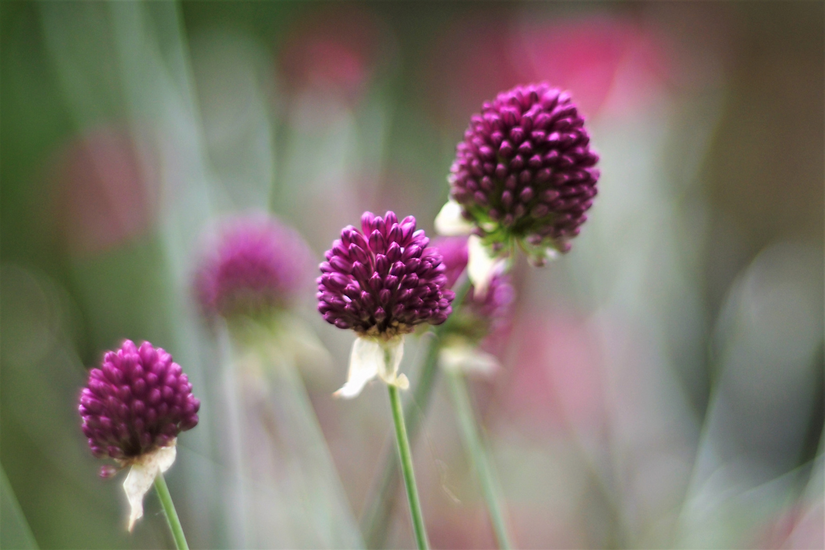 Allium