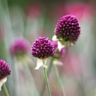 Allium