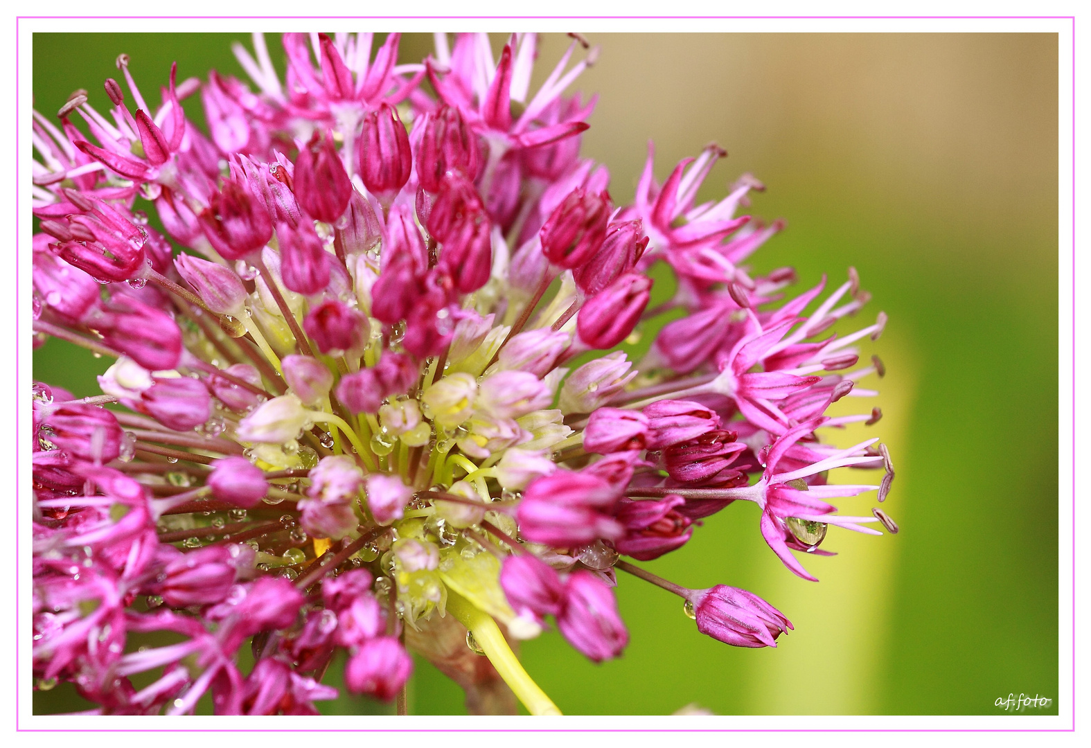 ... allium ...