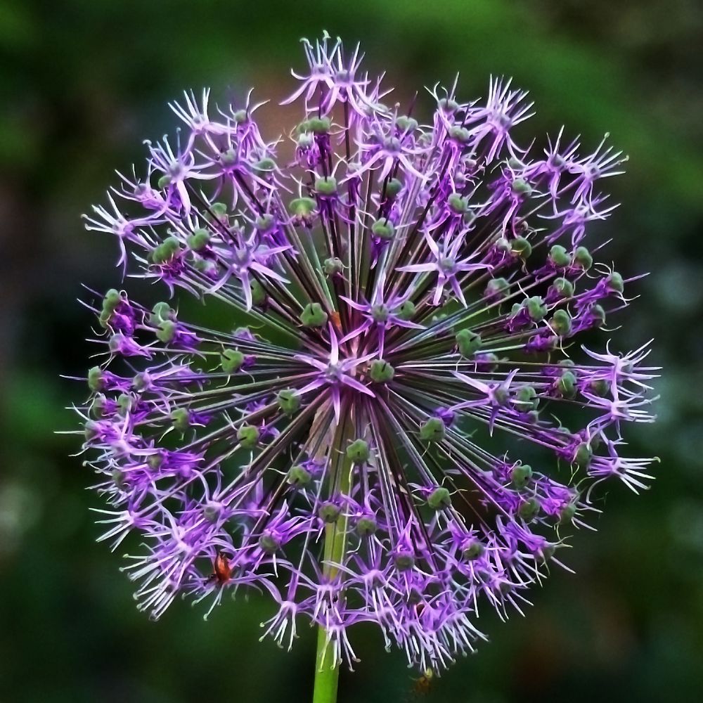 Allium