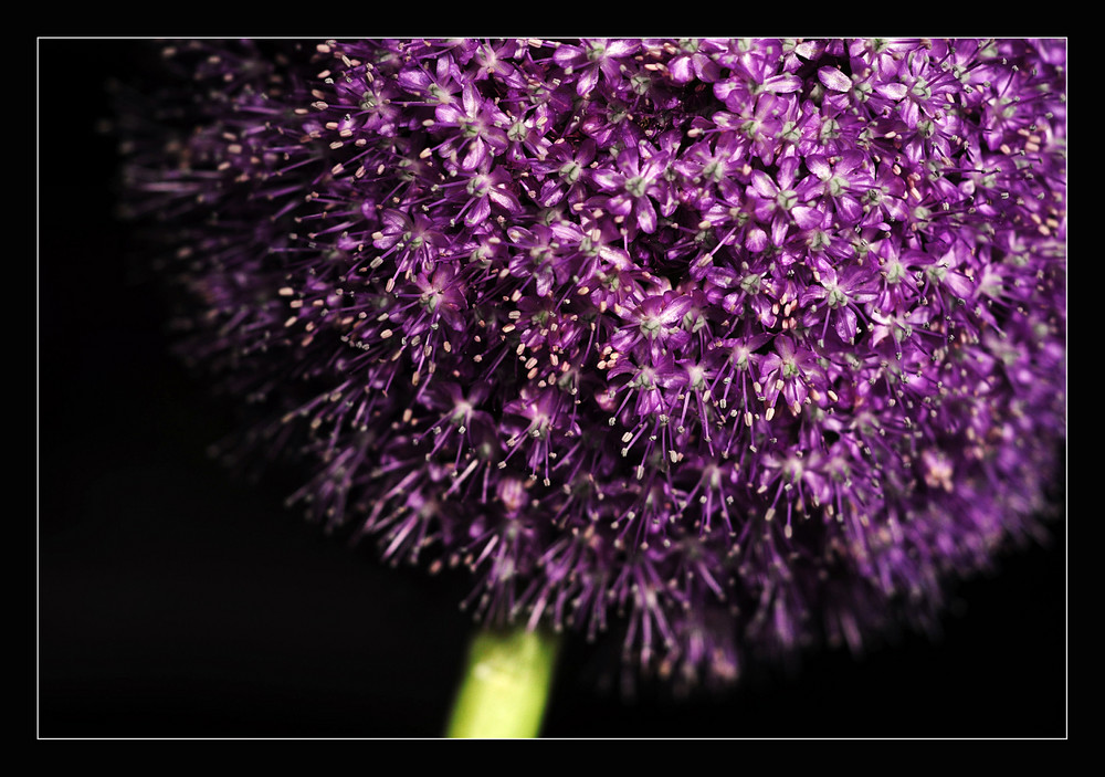 Allium