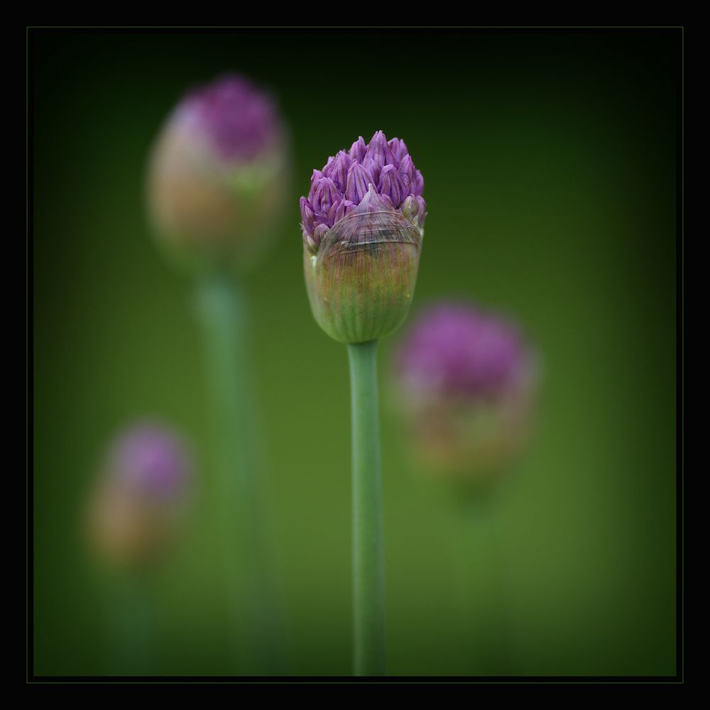 Allium