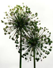 Allium...