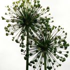 Allium...