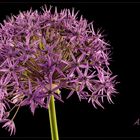 Allium