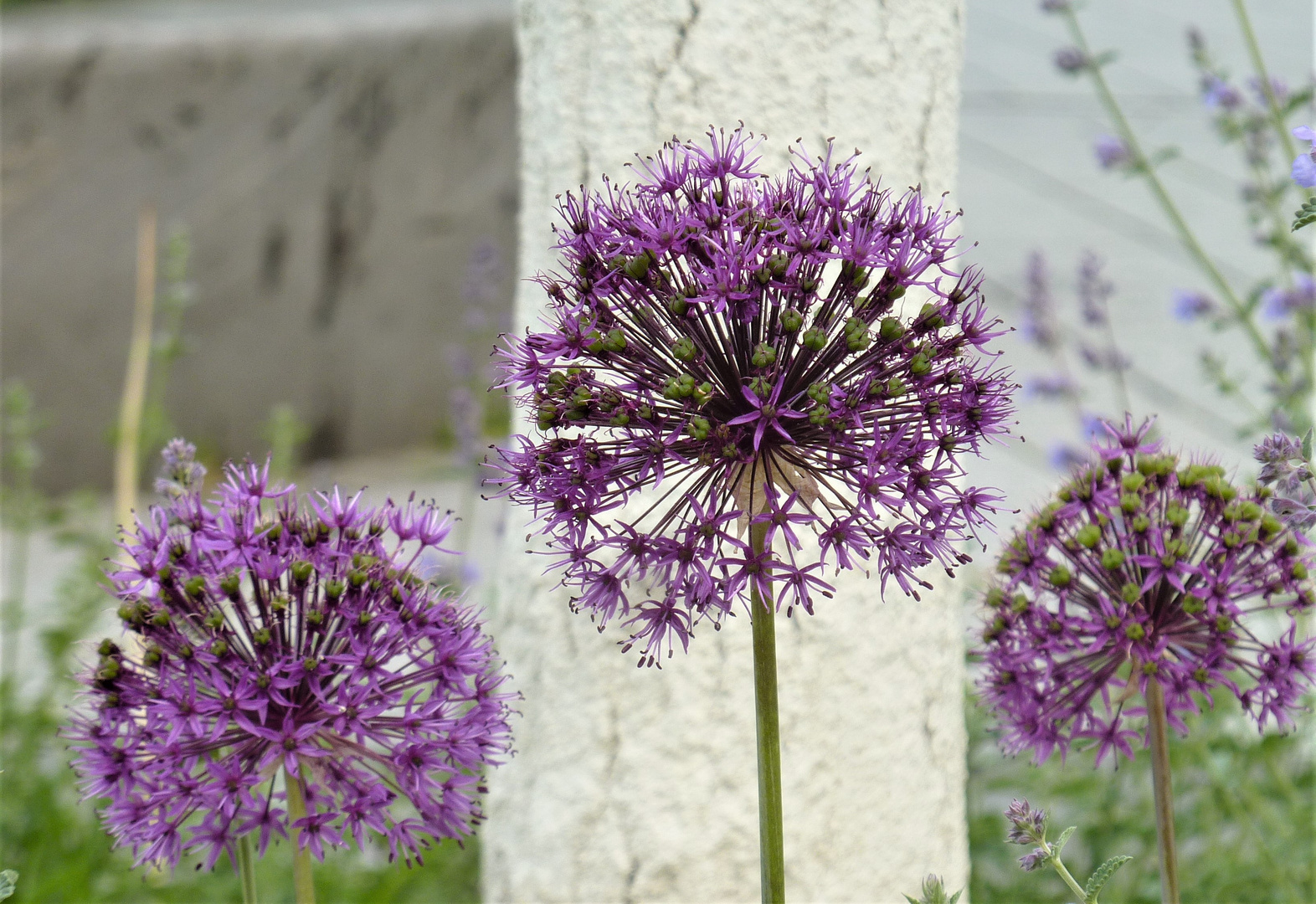 Allium 