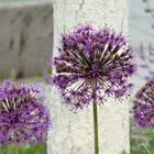 Allium 