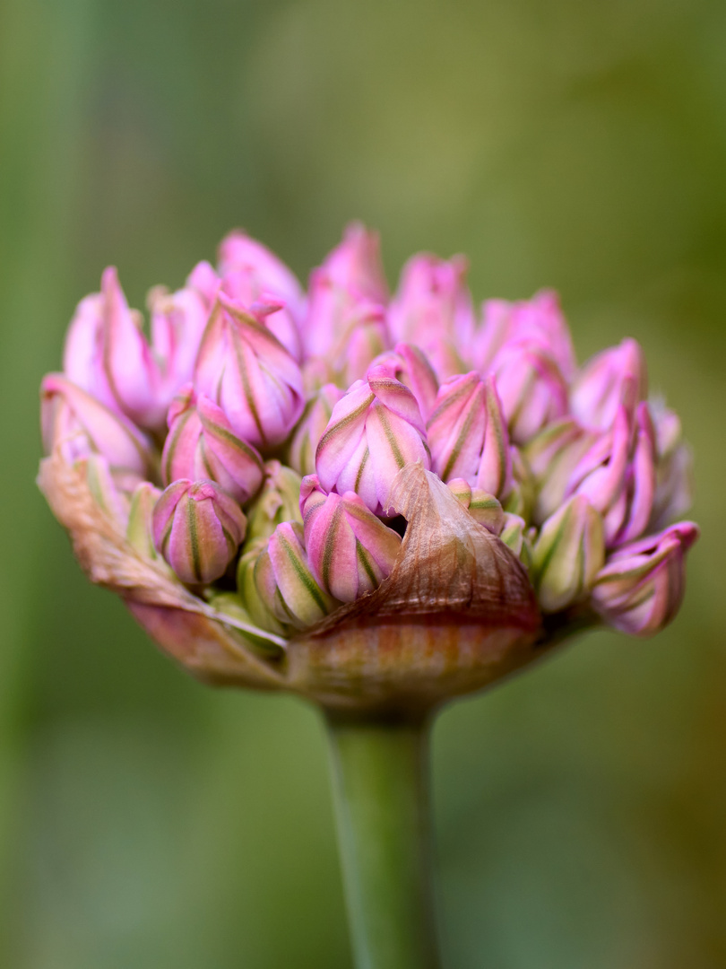 Allium 4