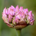 Allium 4