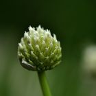 Allium