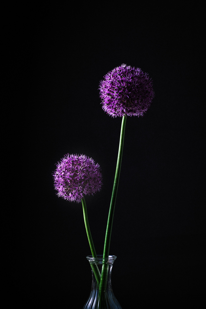 _allium_