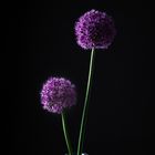 _allium_