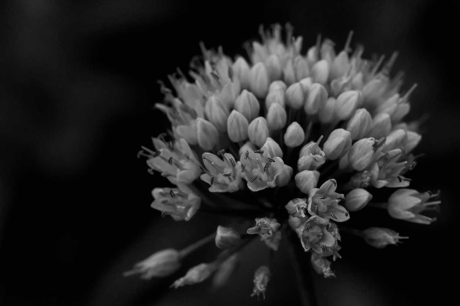 Allium