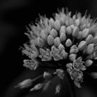 Allium