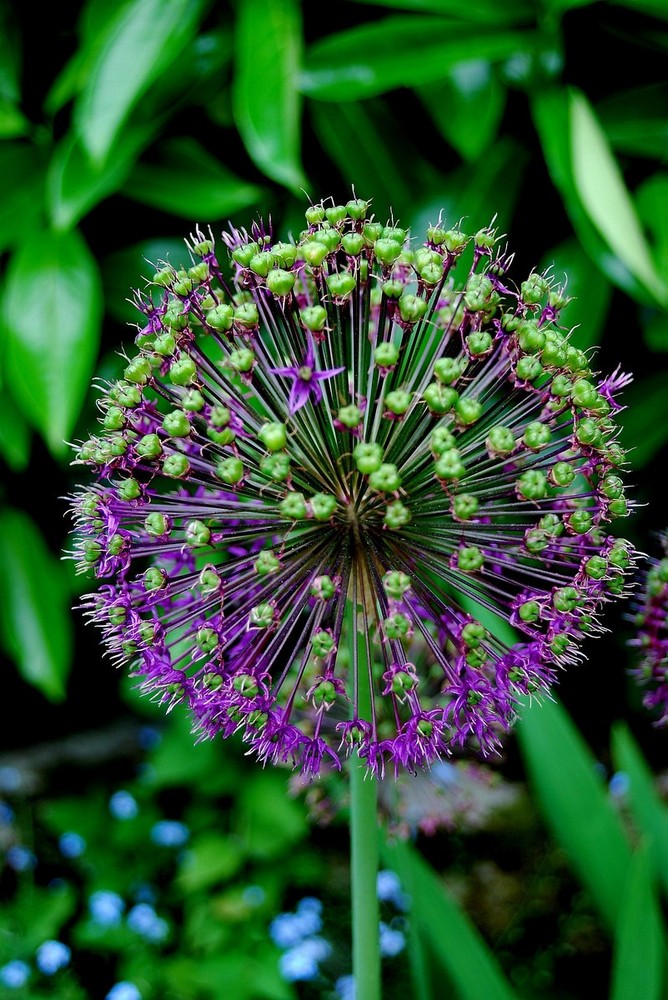 Allium