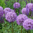 Allium   