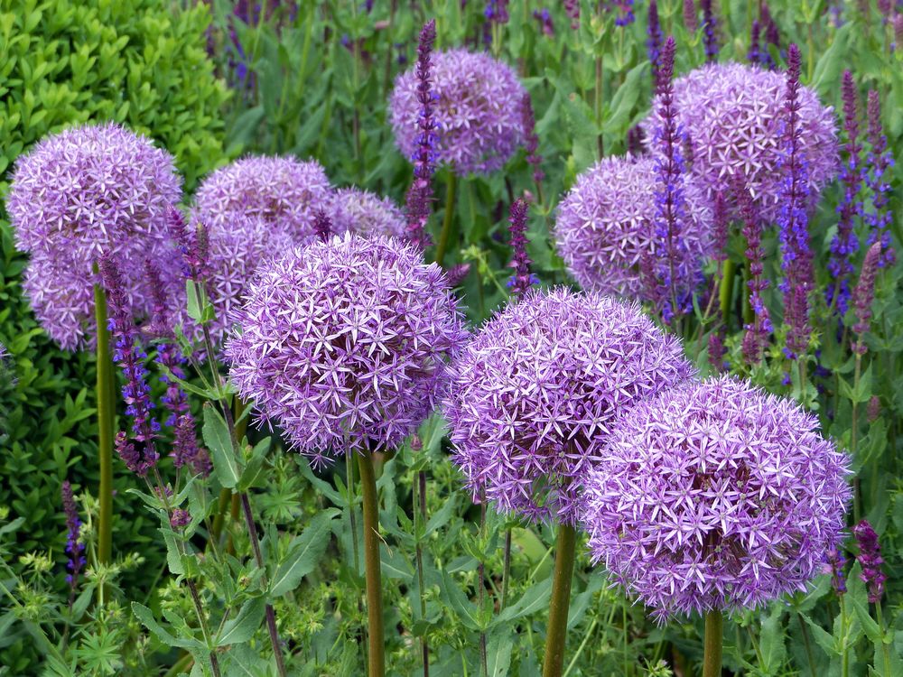 Allium   