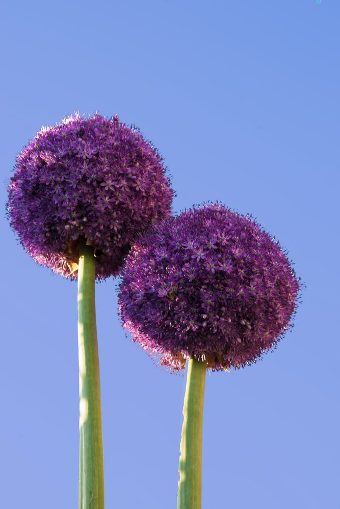 Allium