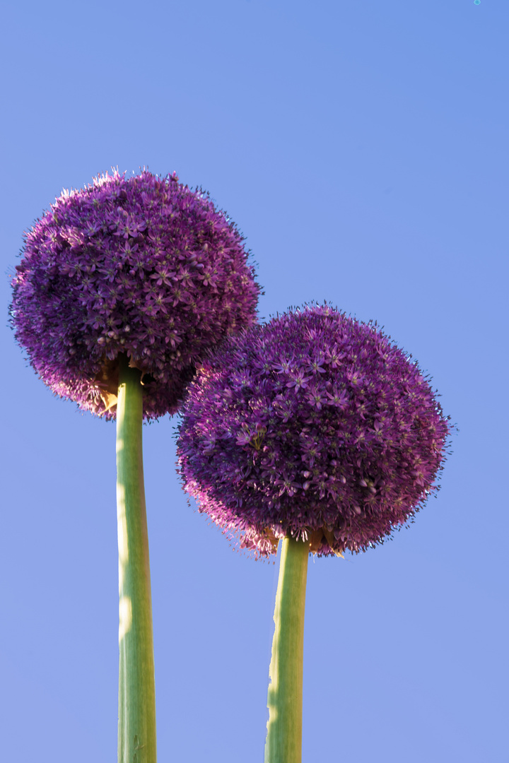 Allium