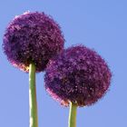 Allium