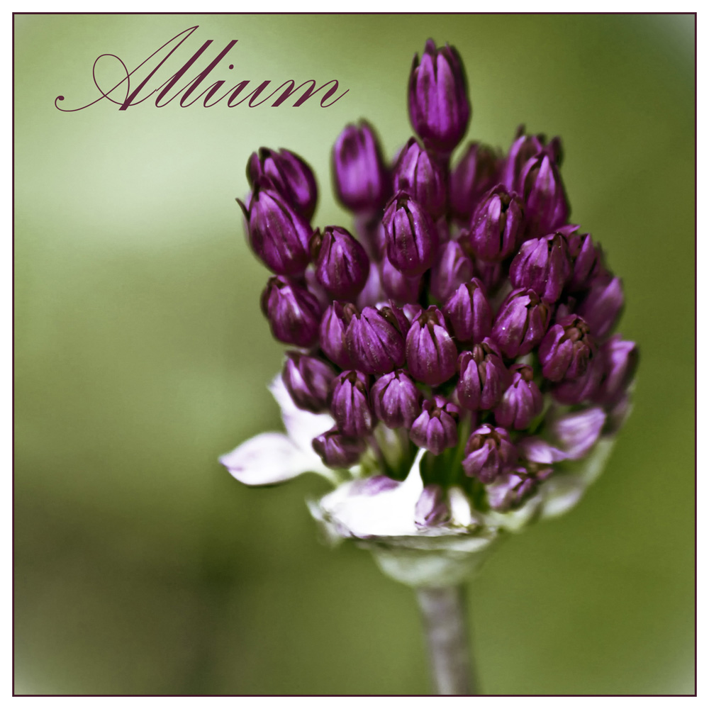 Allium